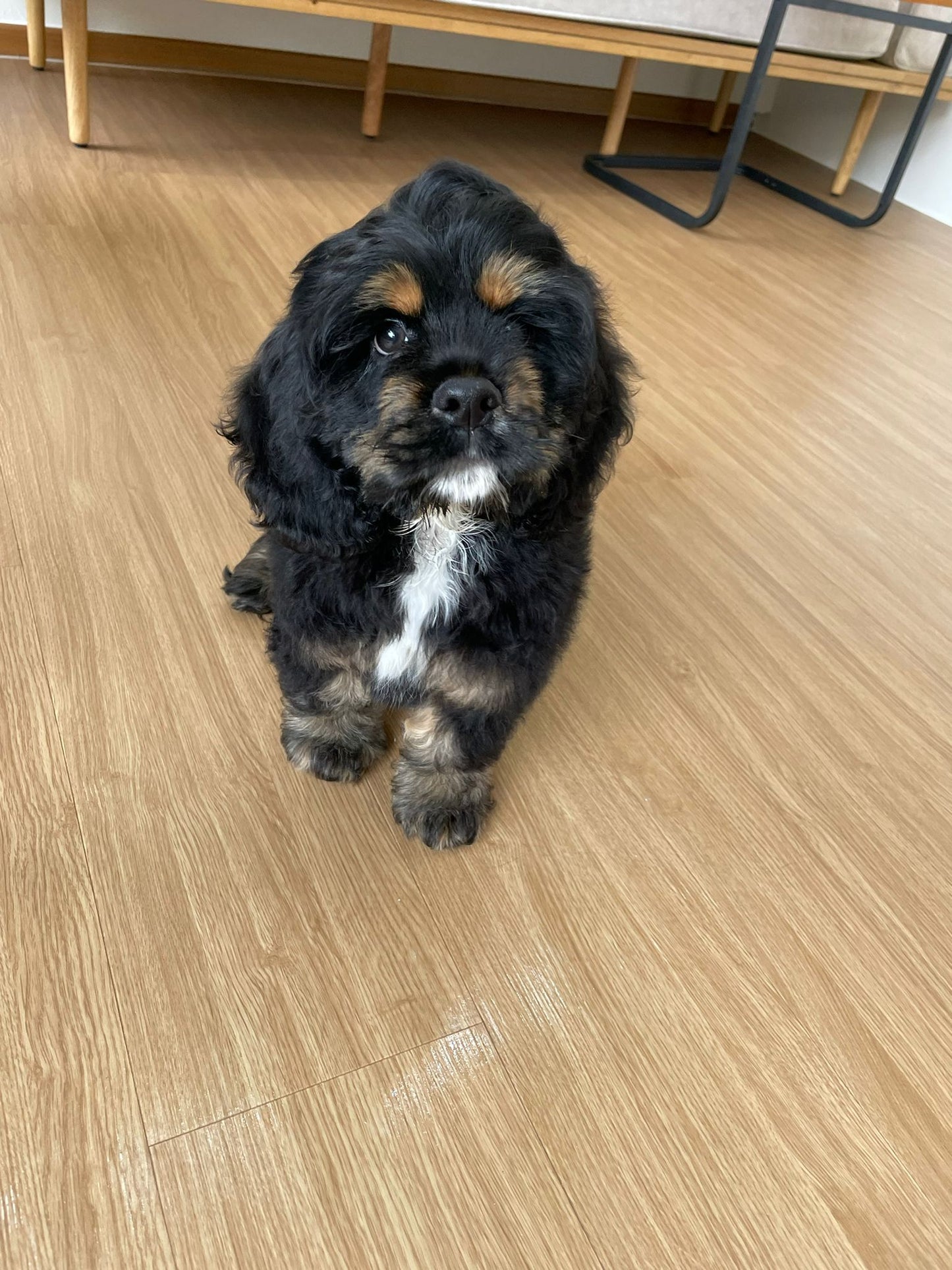American Cocker Spaniel
