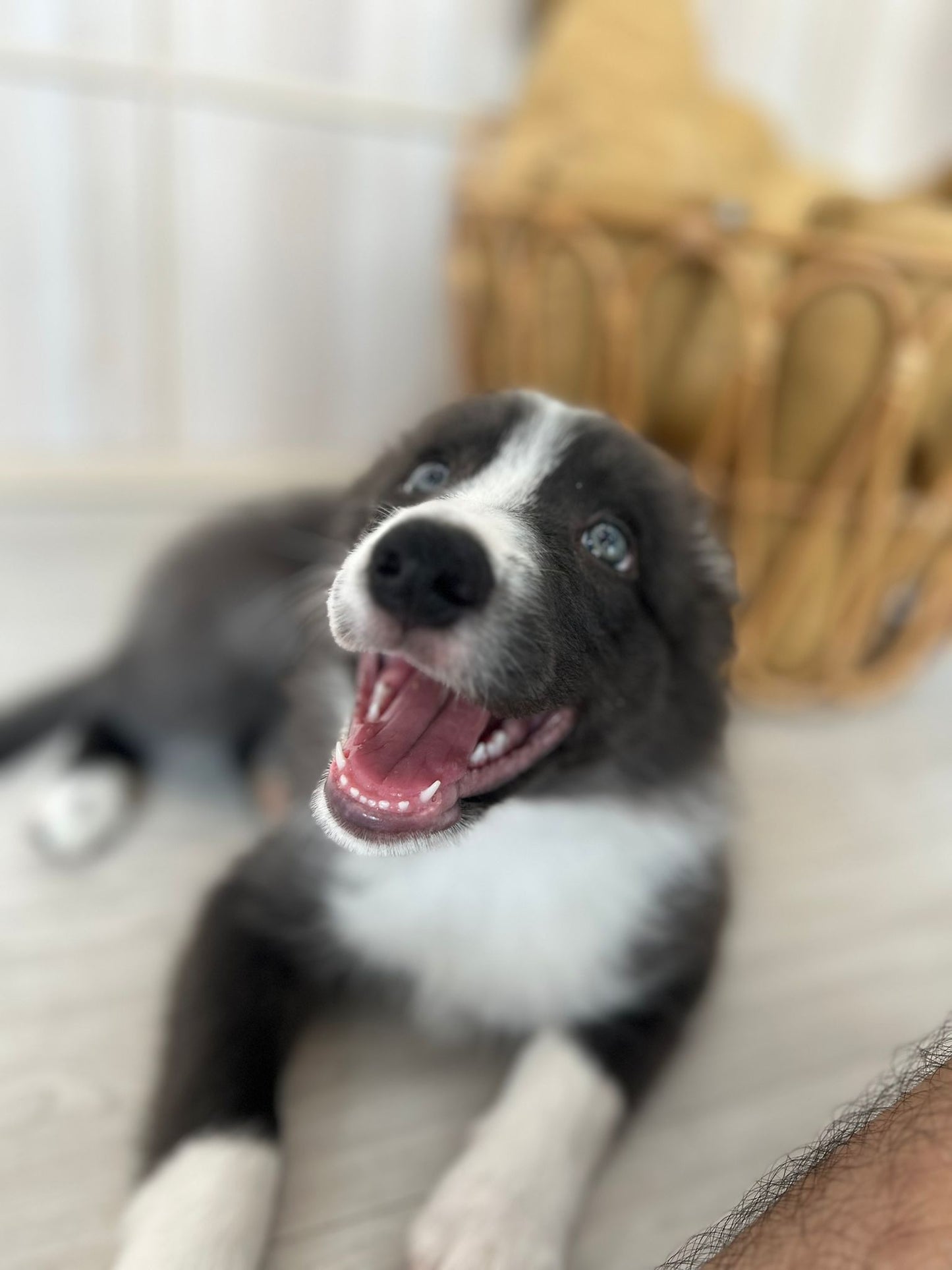 Border Collie