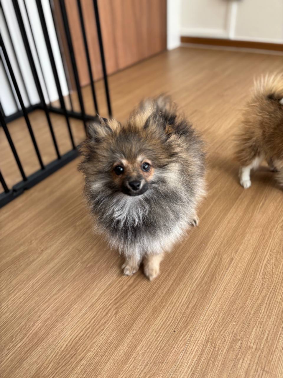 Pomeranian X Chihuahua