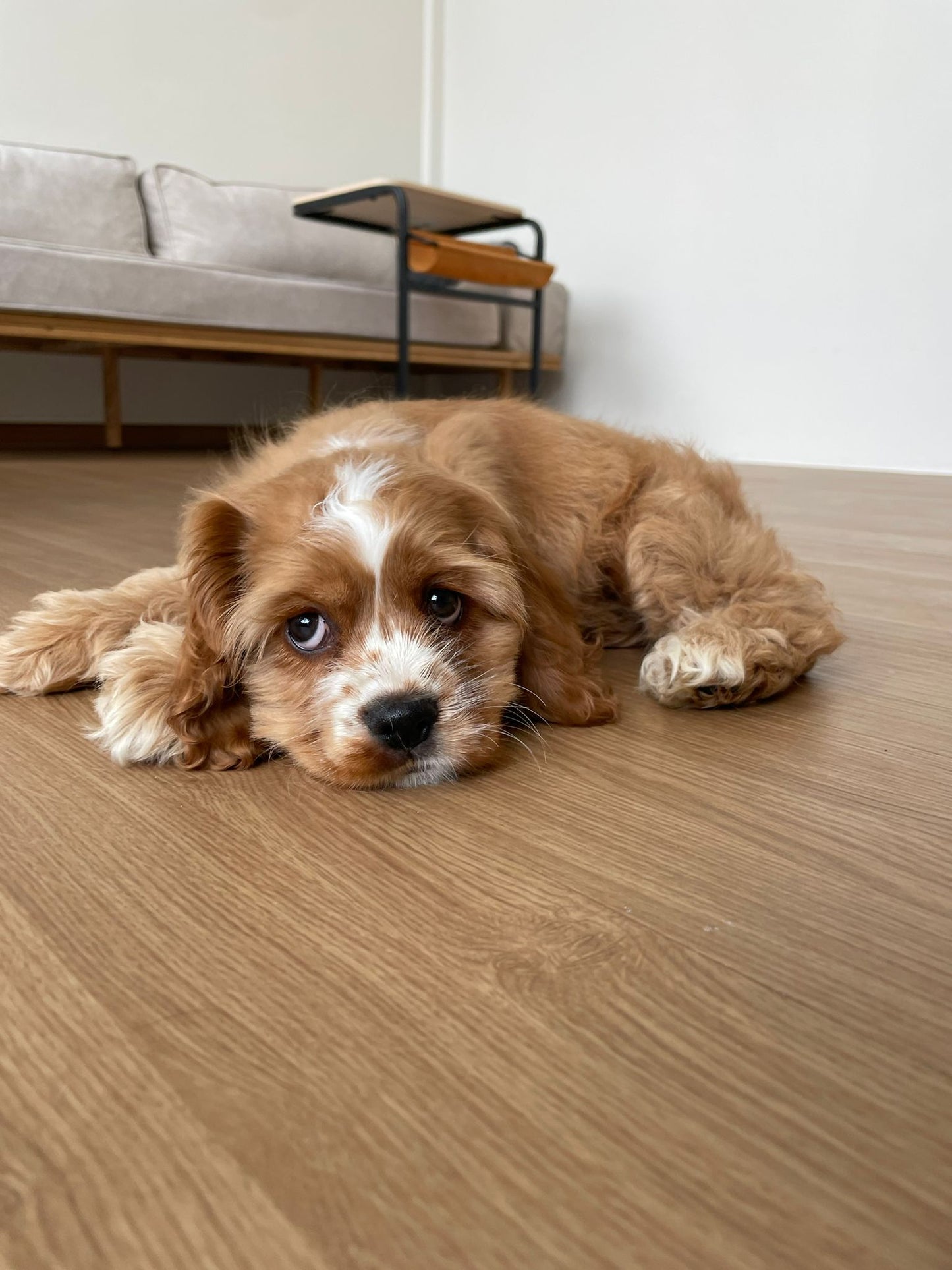 American Cocker Spaniel