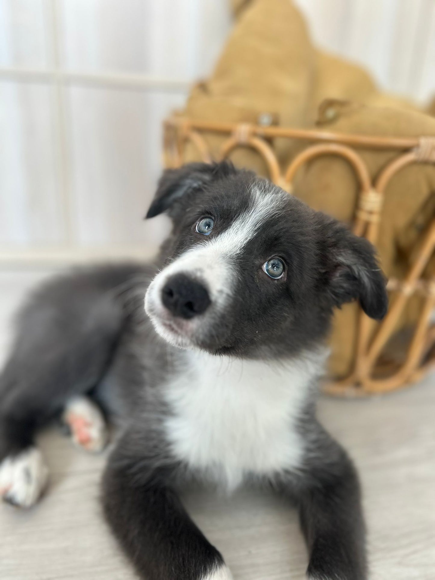 Border Collie