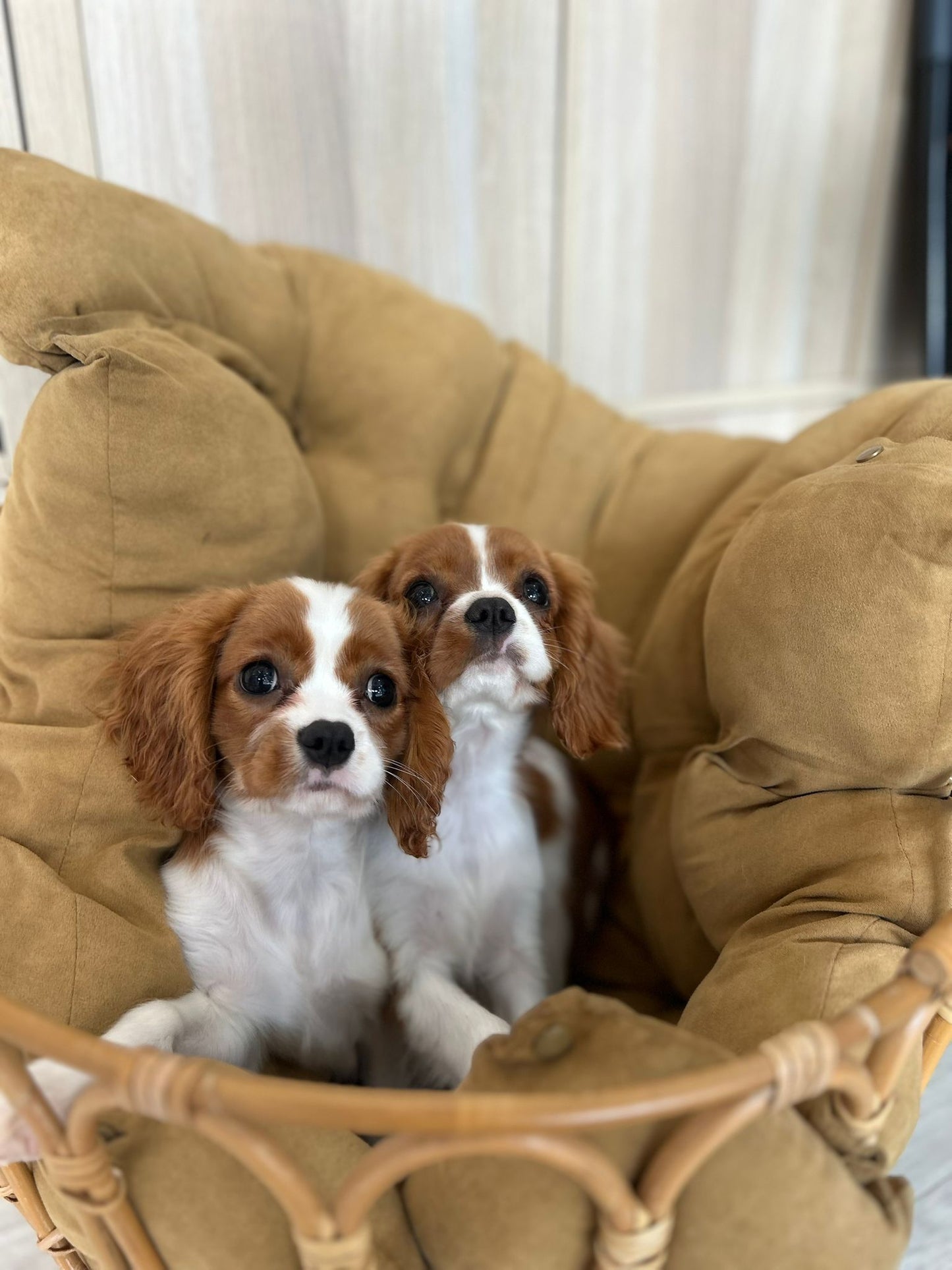 Cavalier King Charles Spaniel