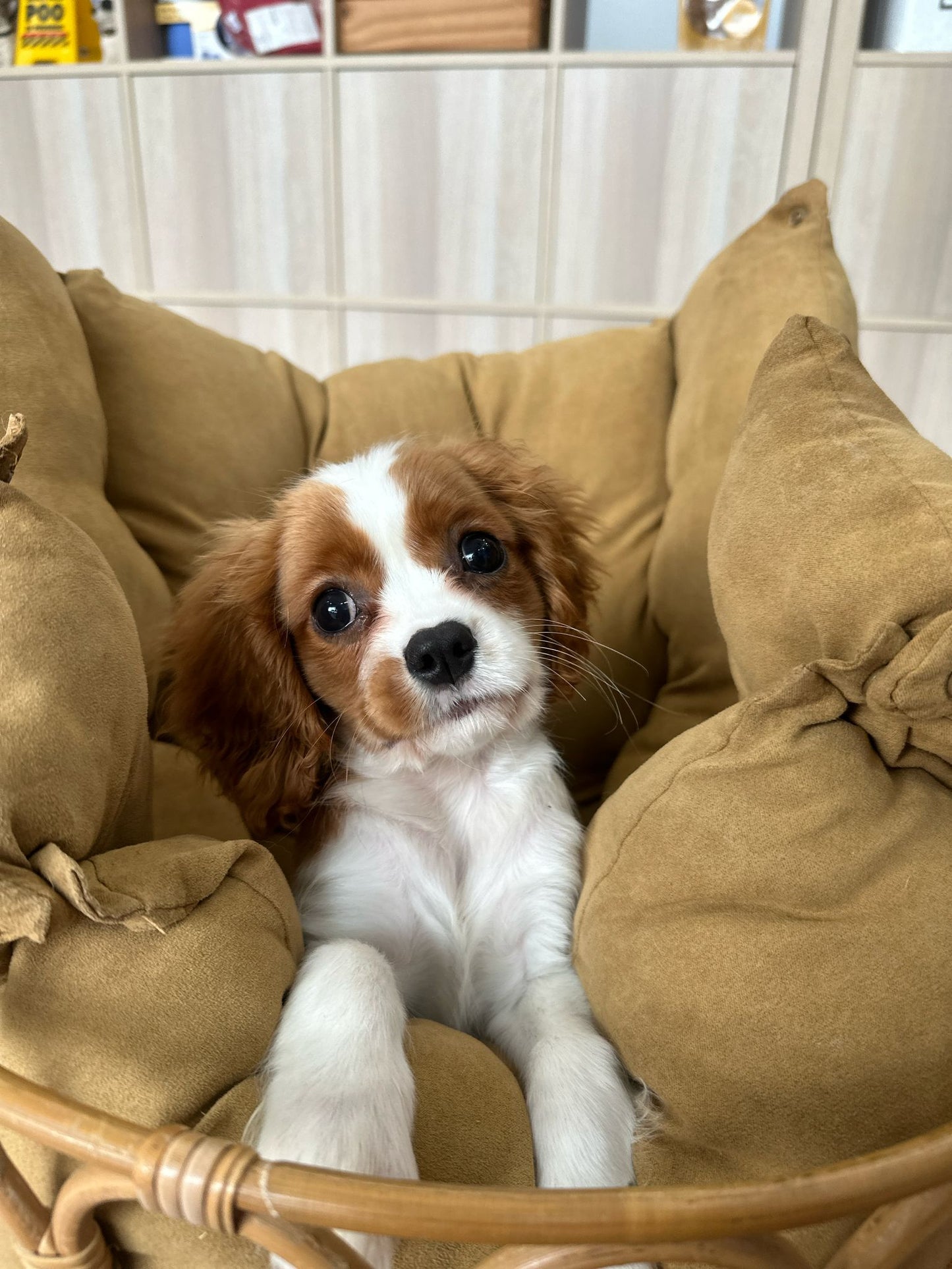 Cavalier King Charles Spaniel