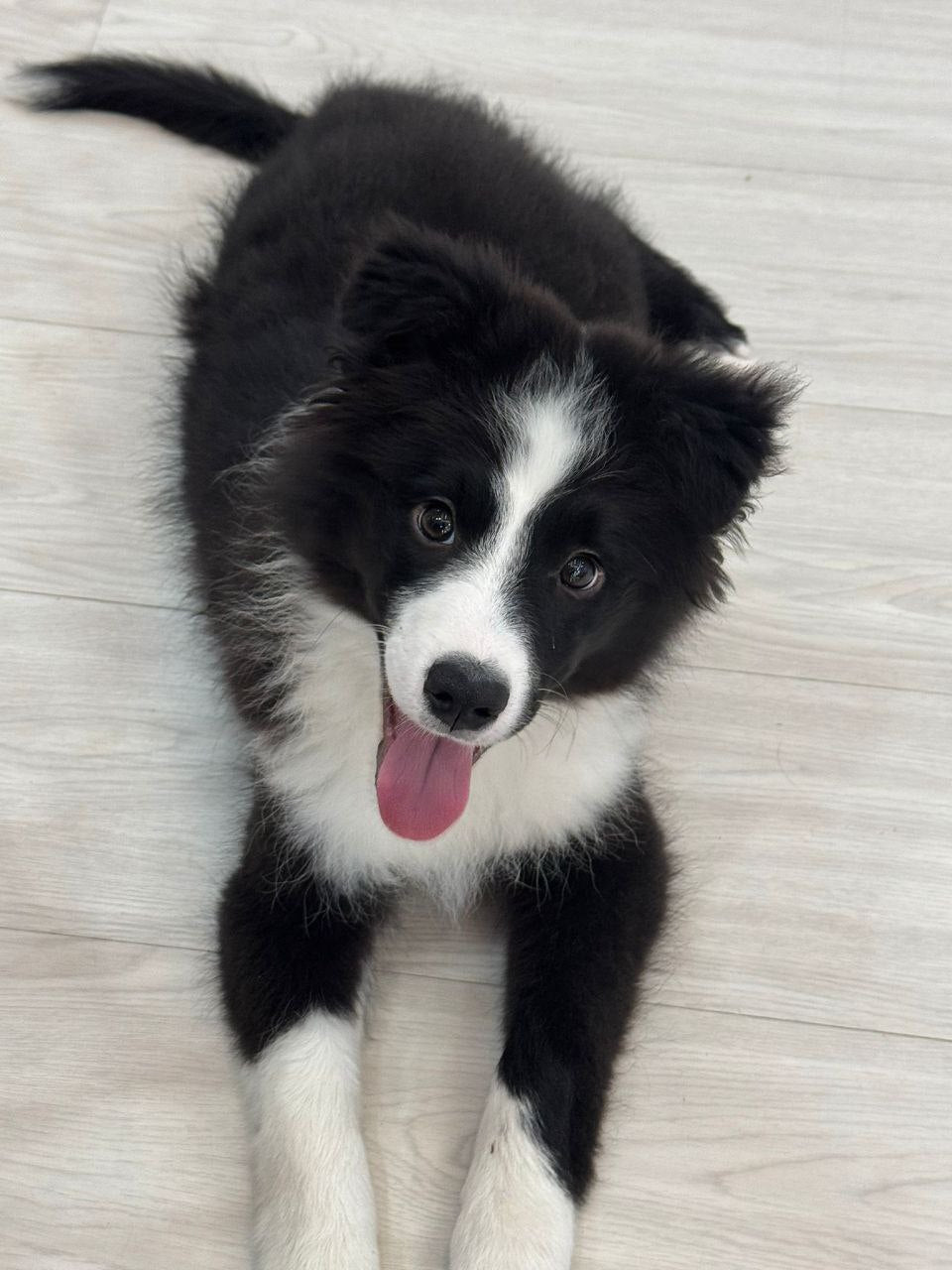 Border Collie