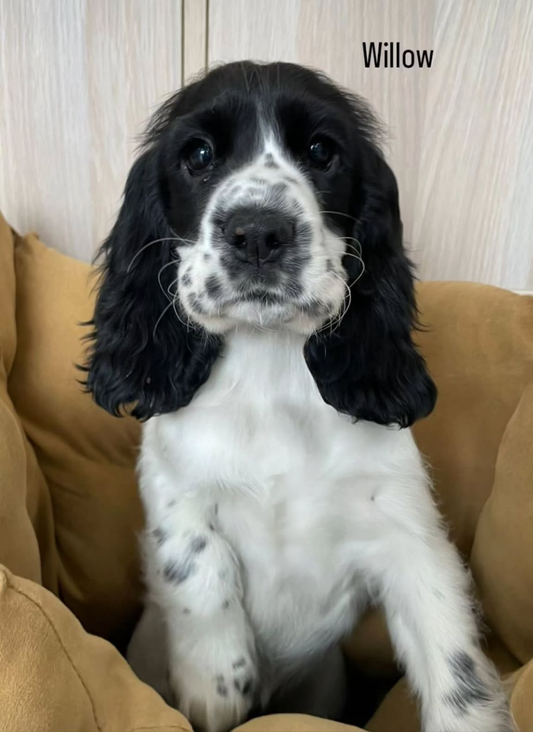 English Cocker Spaniel