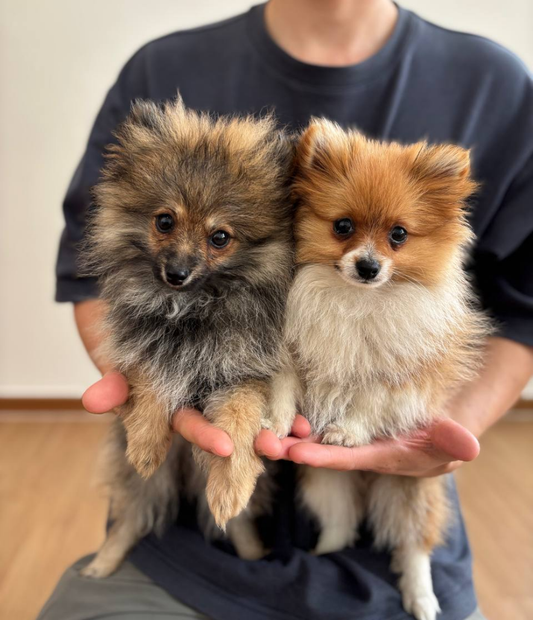 Pomeranian X Chihuahua