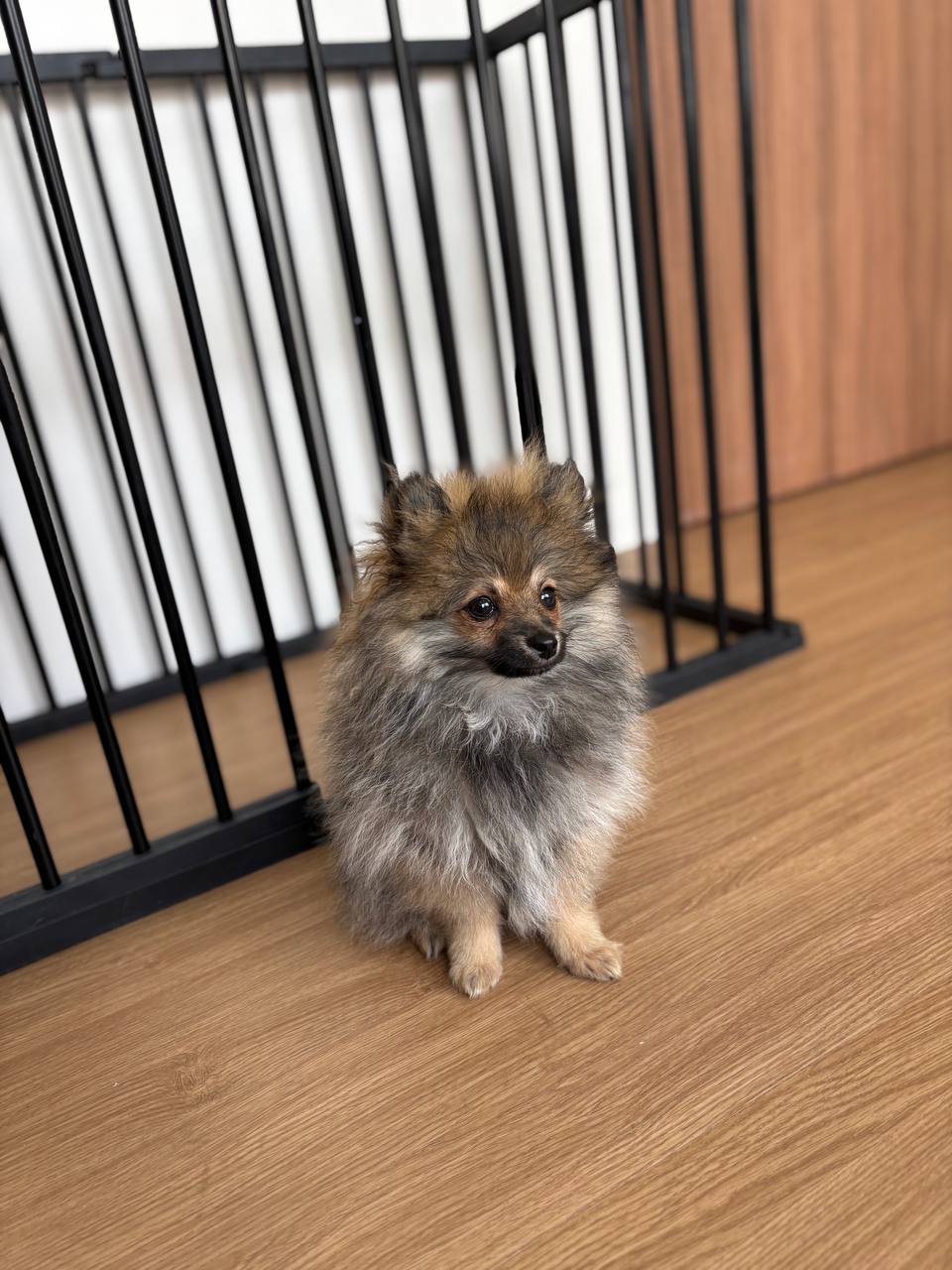 Pomeranian X Chihuahua