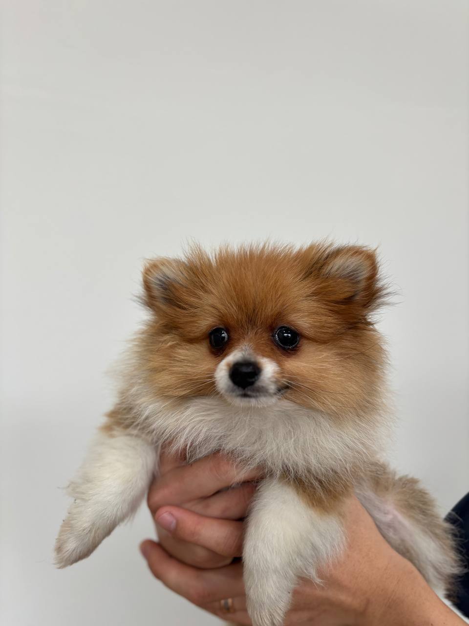 Pomeranian X Chihuahua