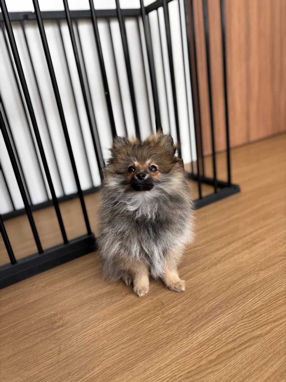 Pomeranian X Chihuahua