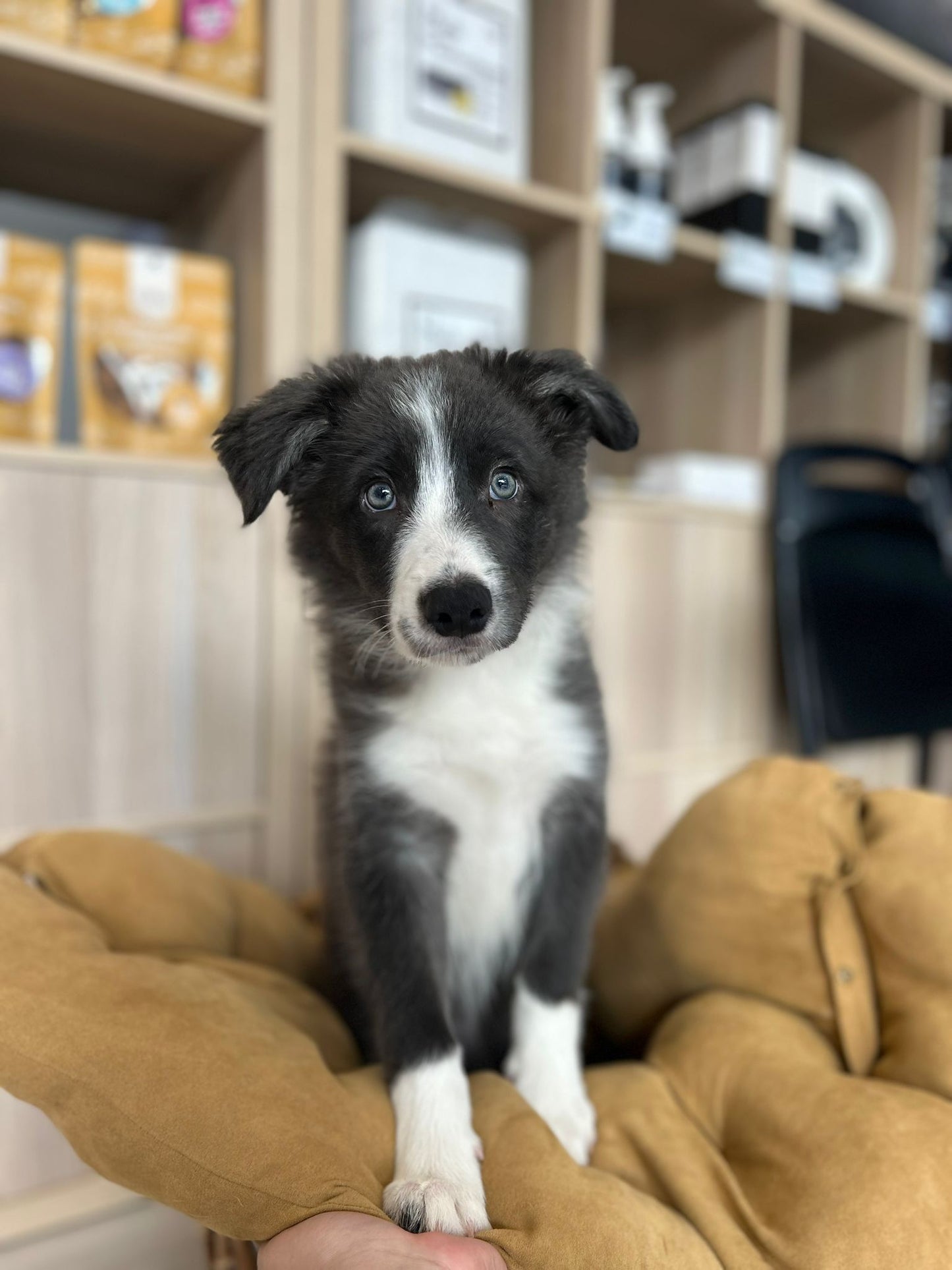 Border Collie