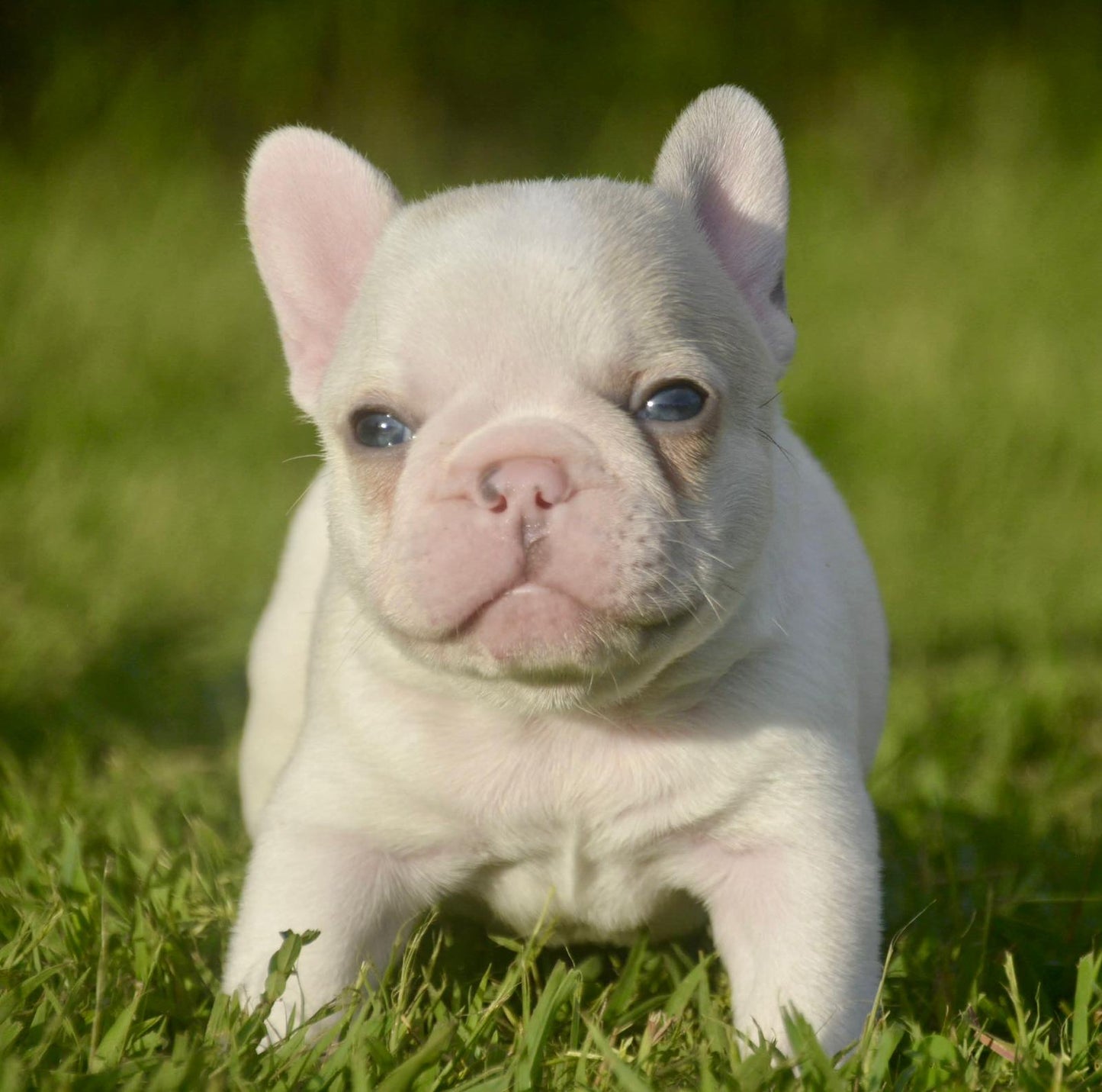 French Bulldog