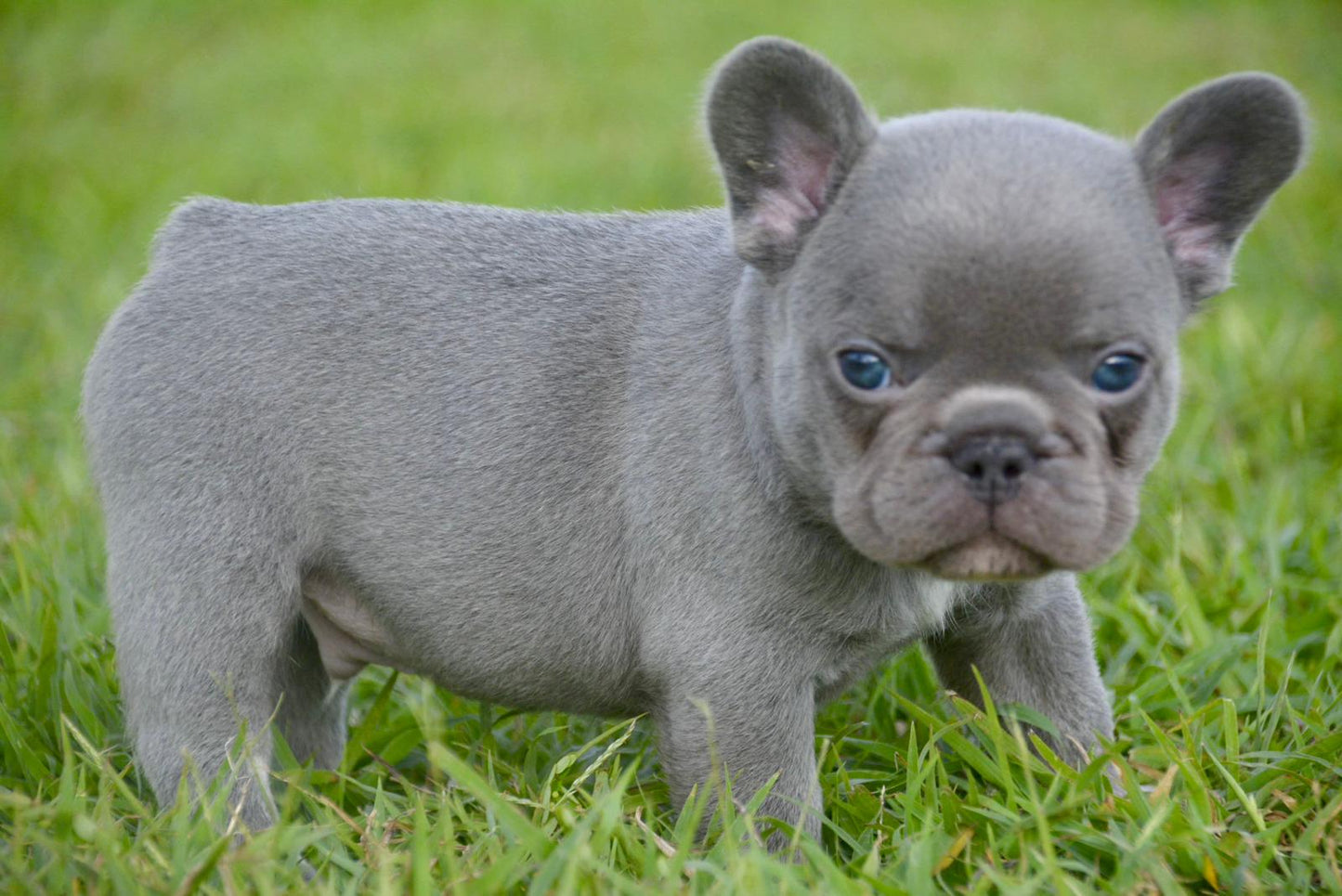 French Bulldog