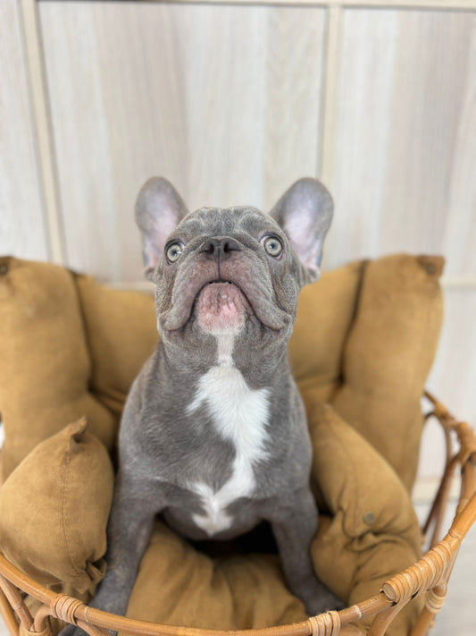 French Bulldog