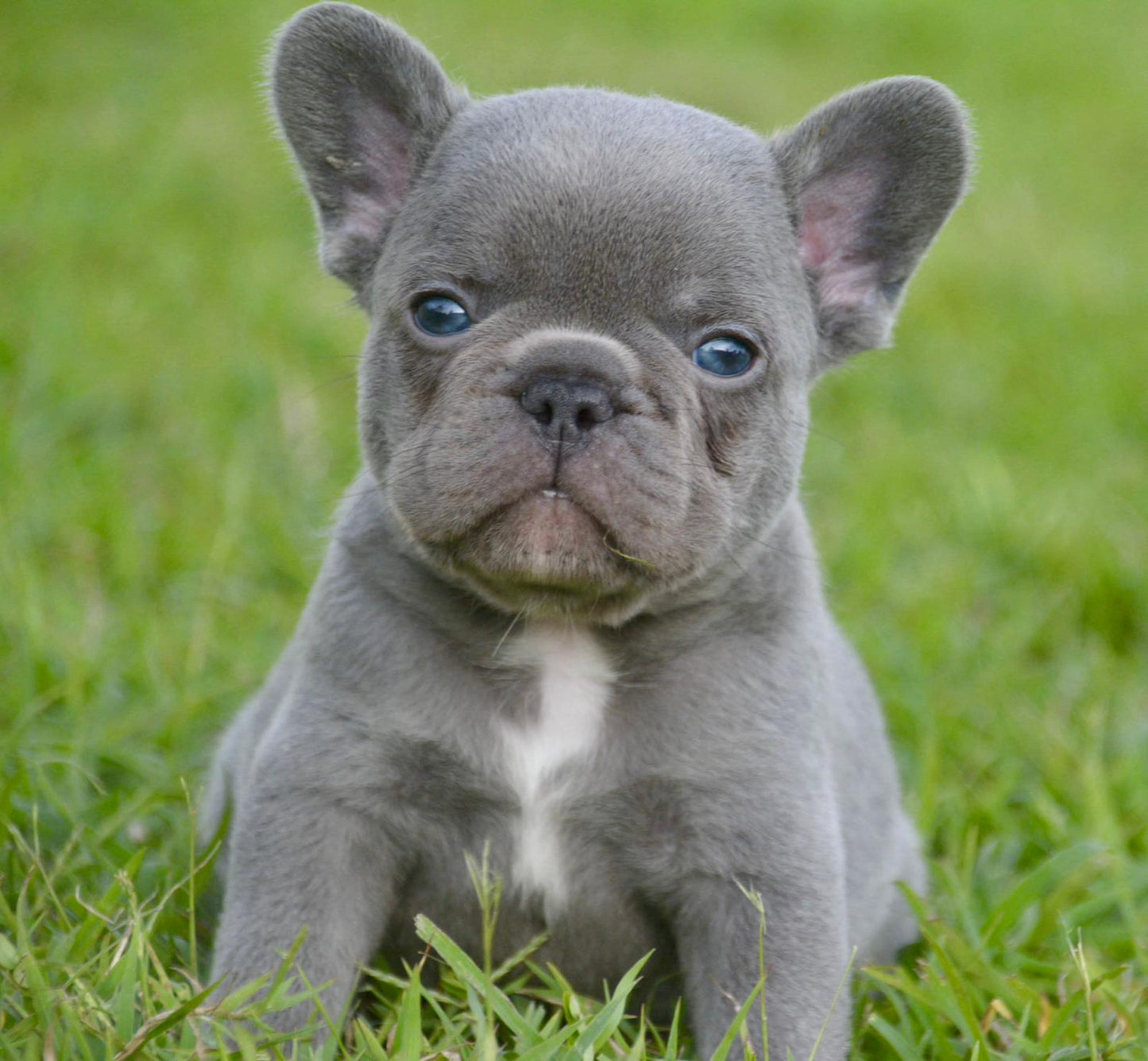 French Bulldog