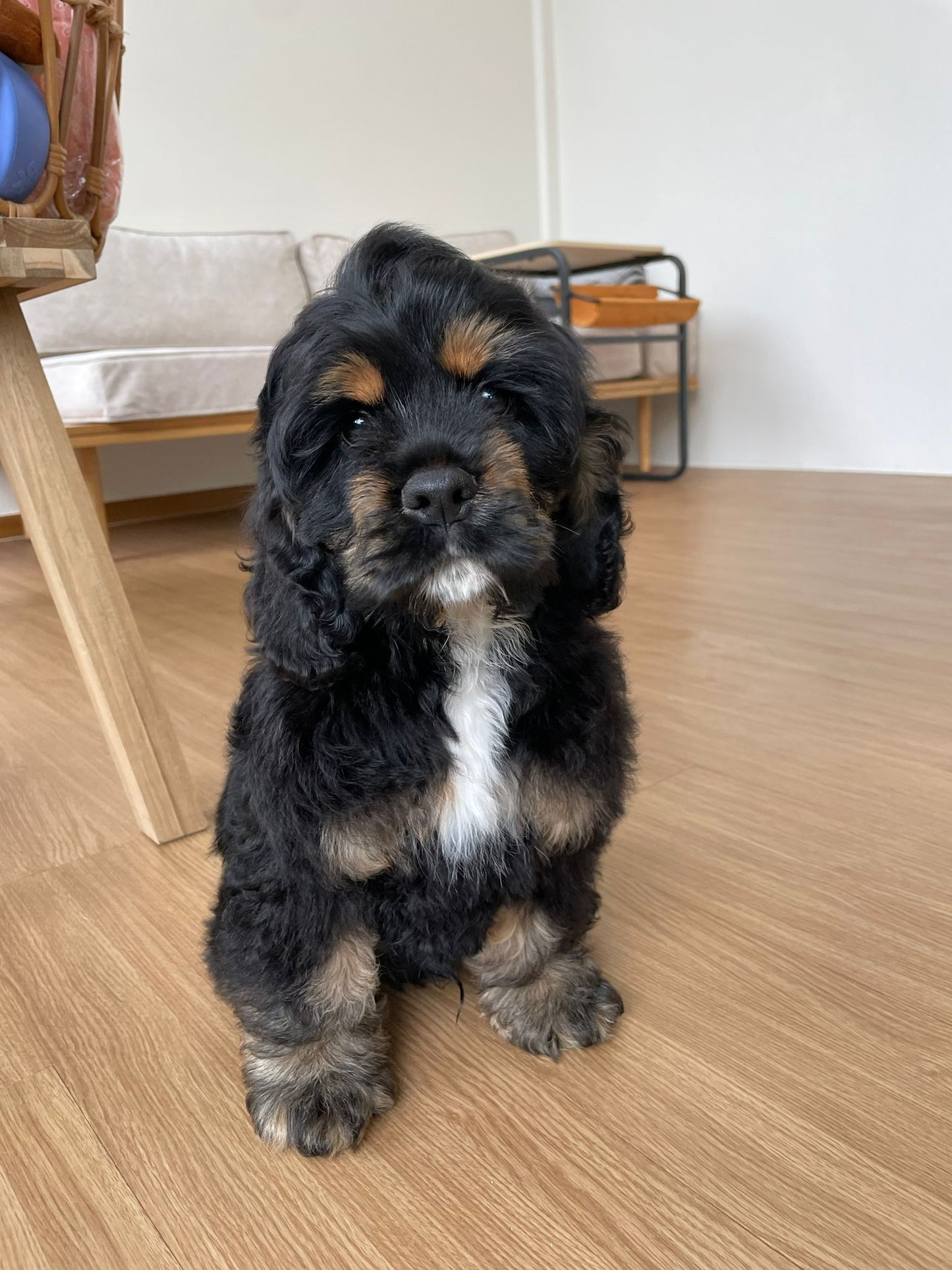 American Cocker Spaniel