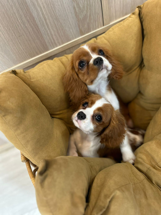 Cavalier King Charles Spaniel
