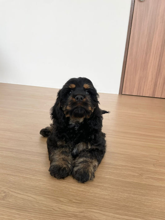 American Cocker Spaniel