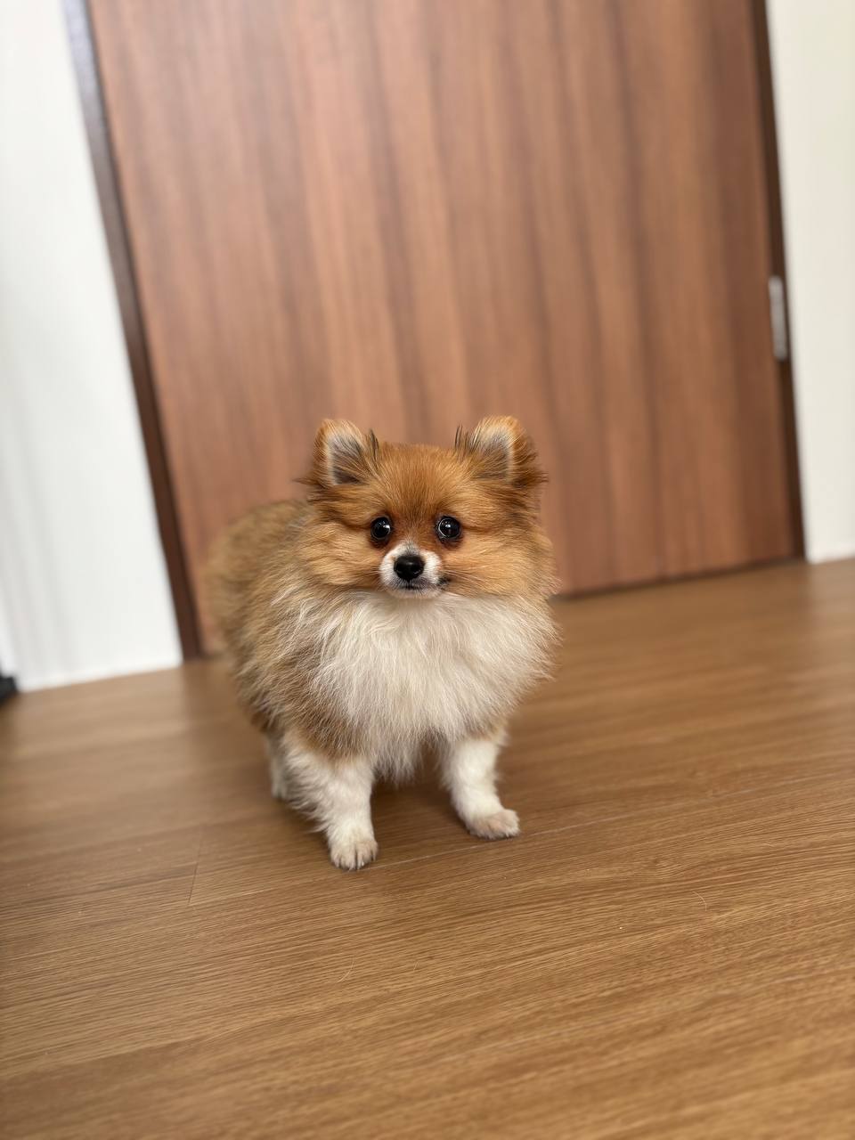 Pomeranian X Chihuahua