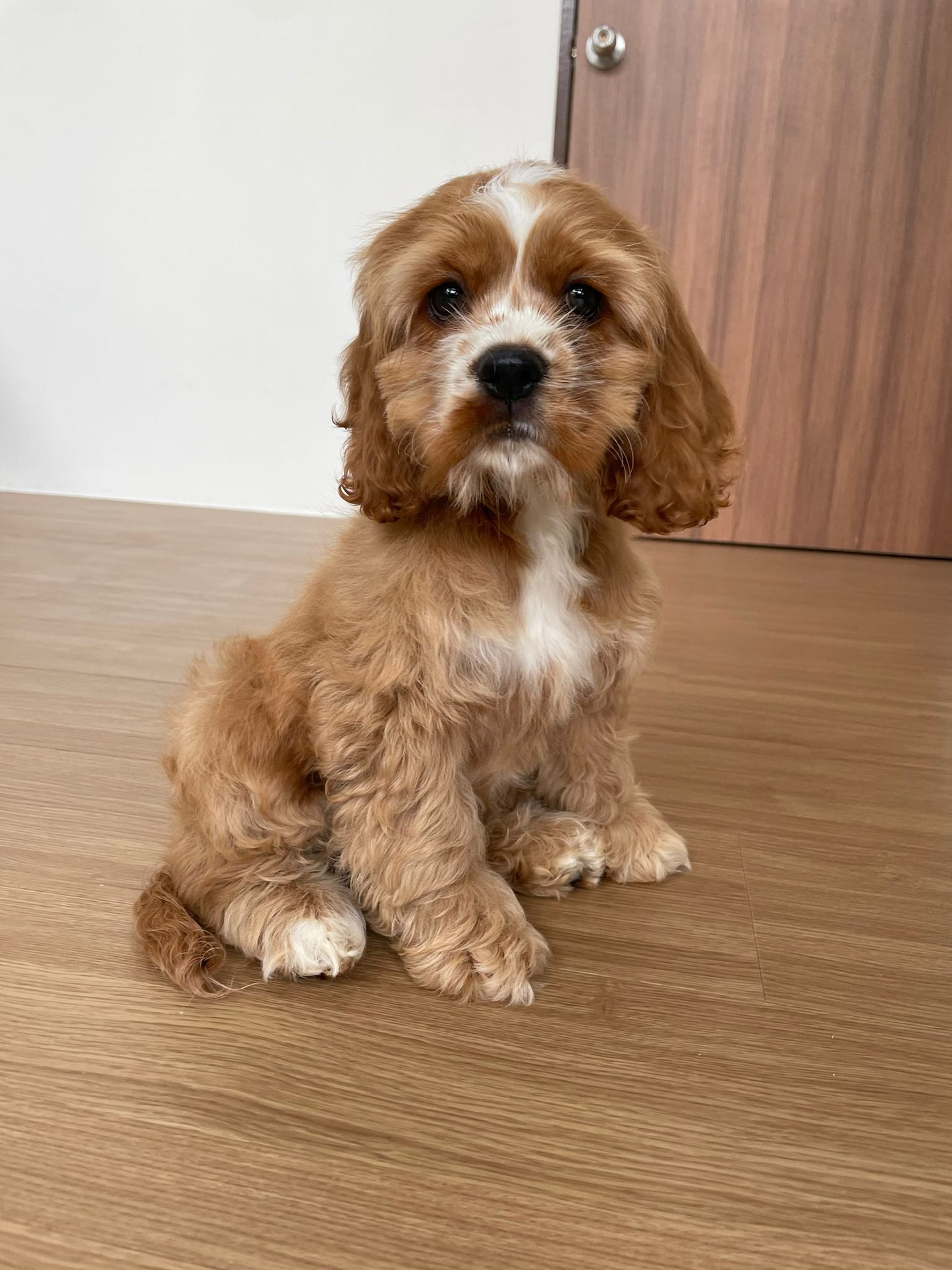 American Cocker Spaniel