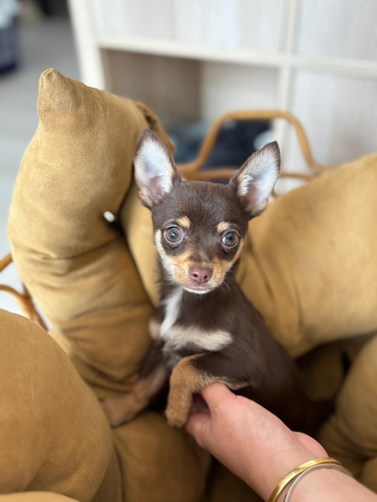 Short coat Chihuahua