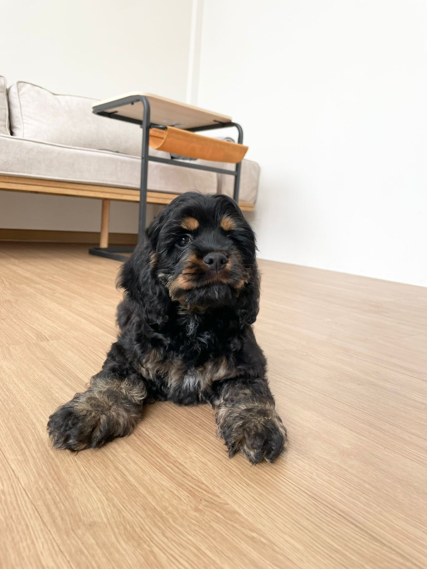American Cocker Spaniel