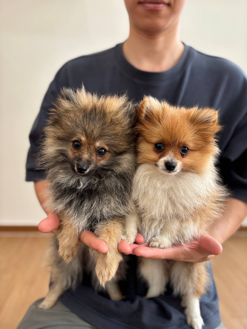 Pomeranian X Chihuahua