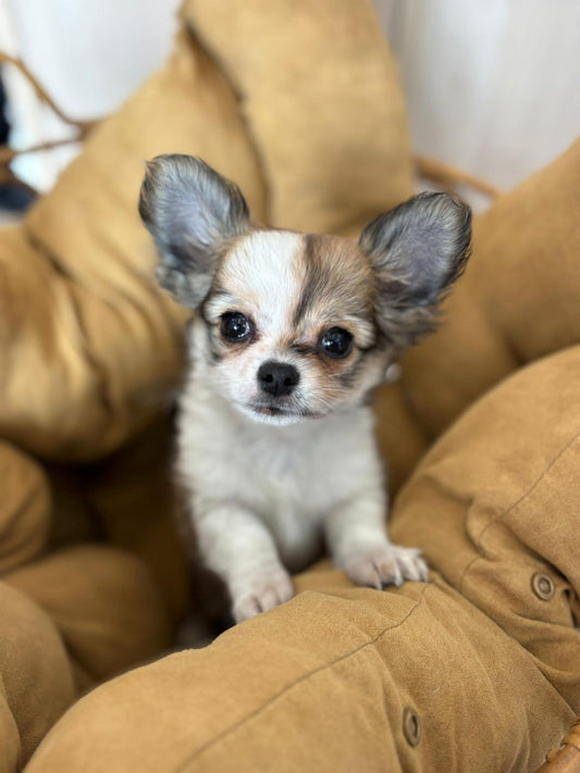 Long Coat Chihuahua