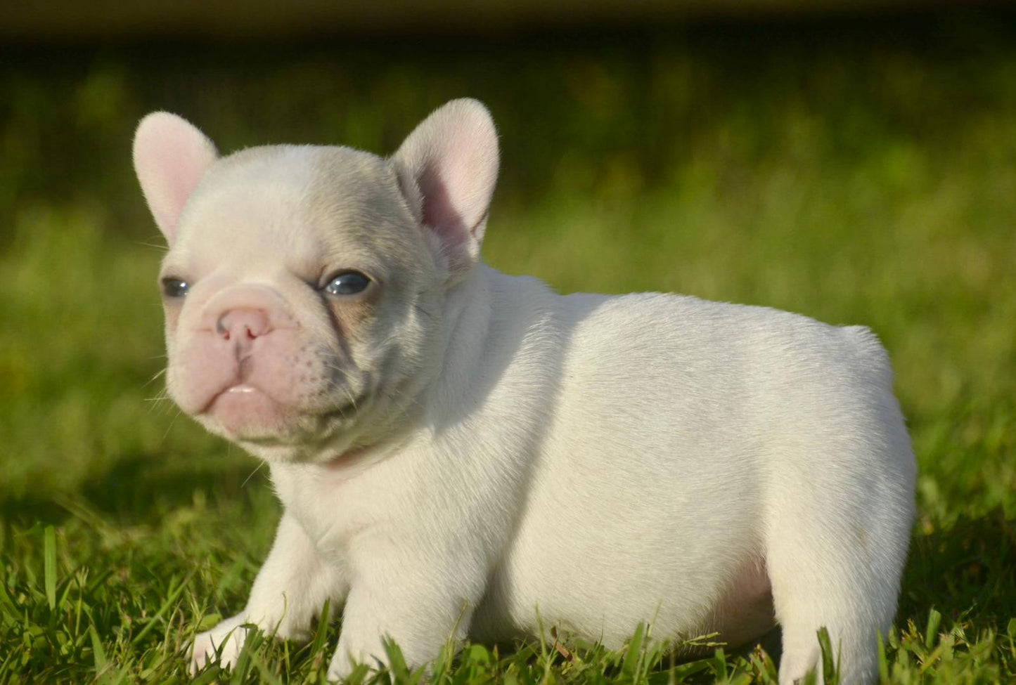 French Bulldog