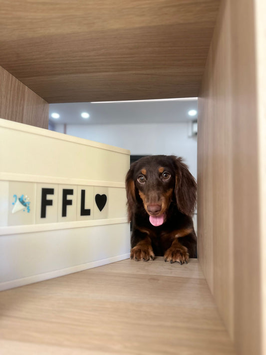 Mini Dachshund (Long Haired)