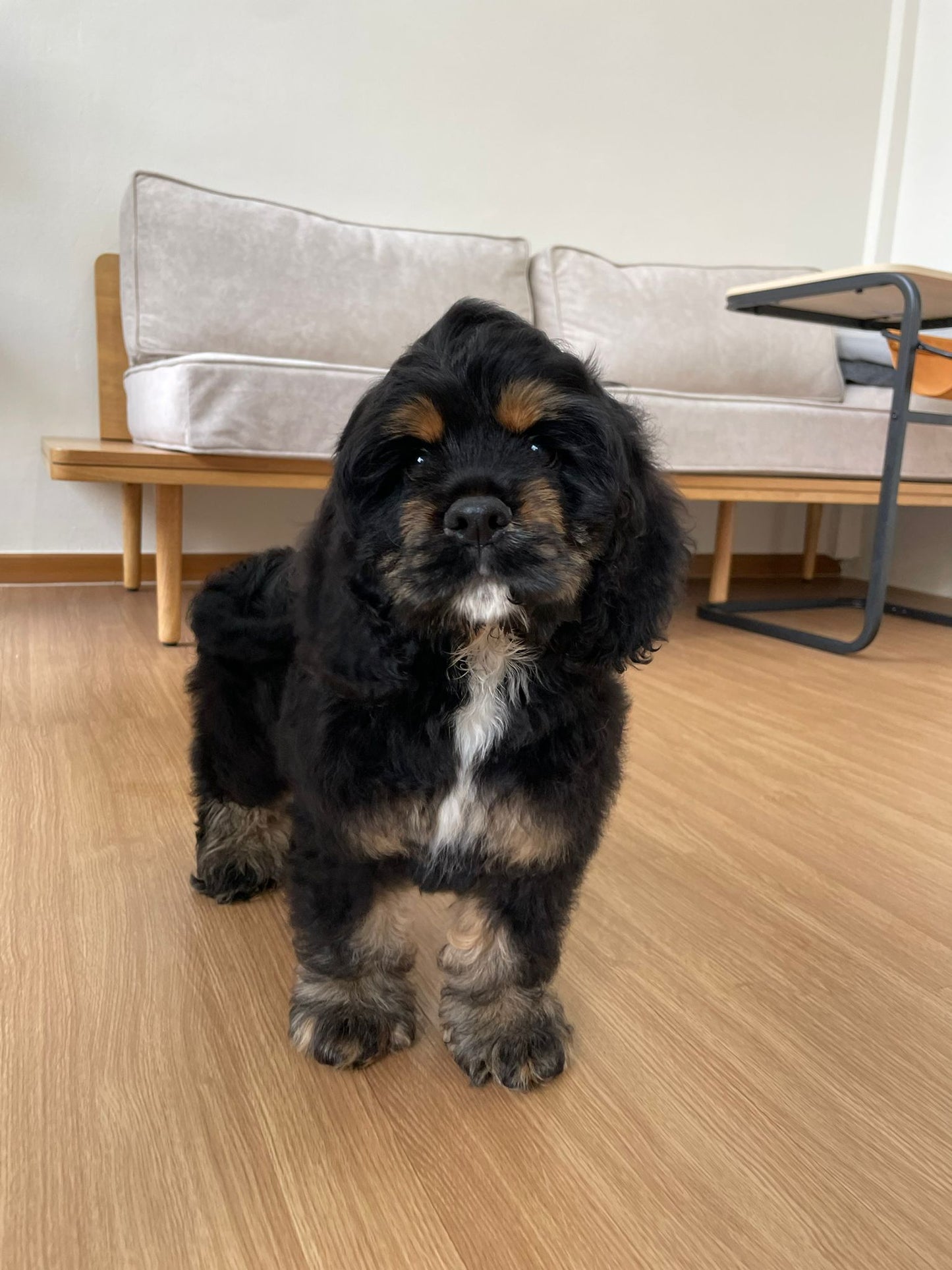 American Cocker Spaniel