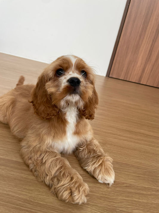 American Cocker Spaniel