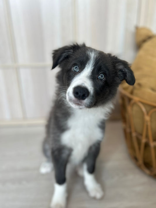 Border Collie