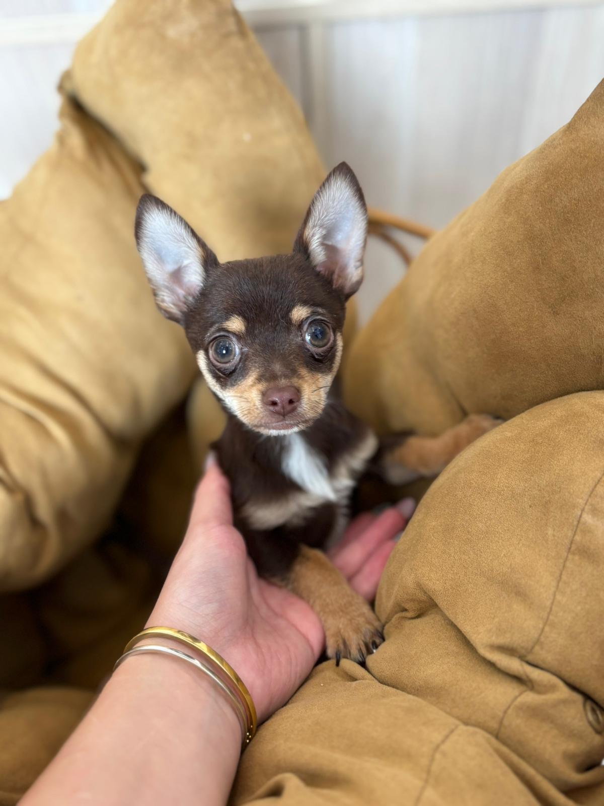 Short coat Chihuahua