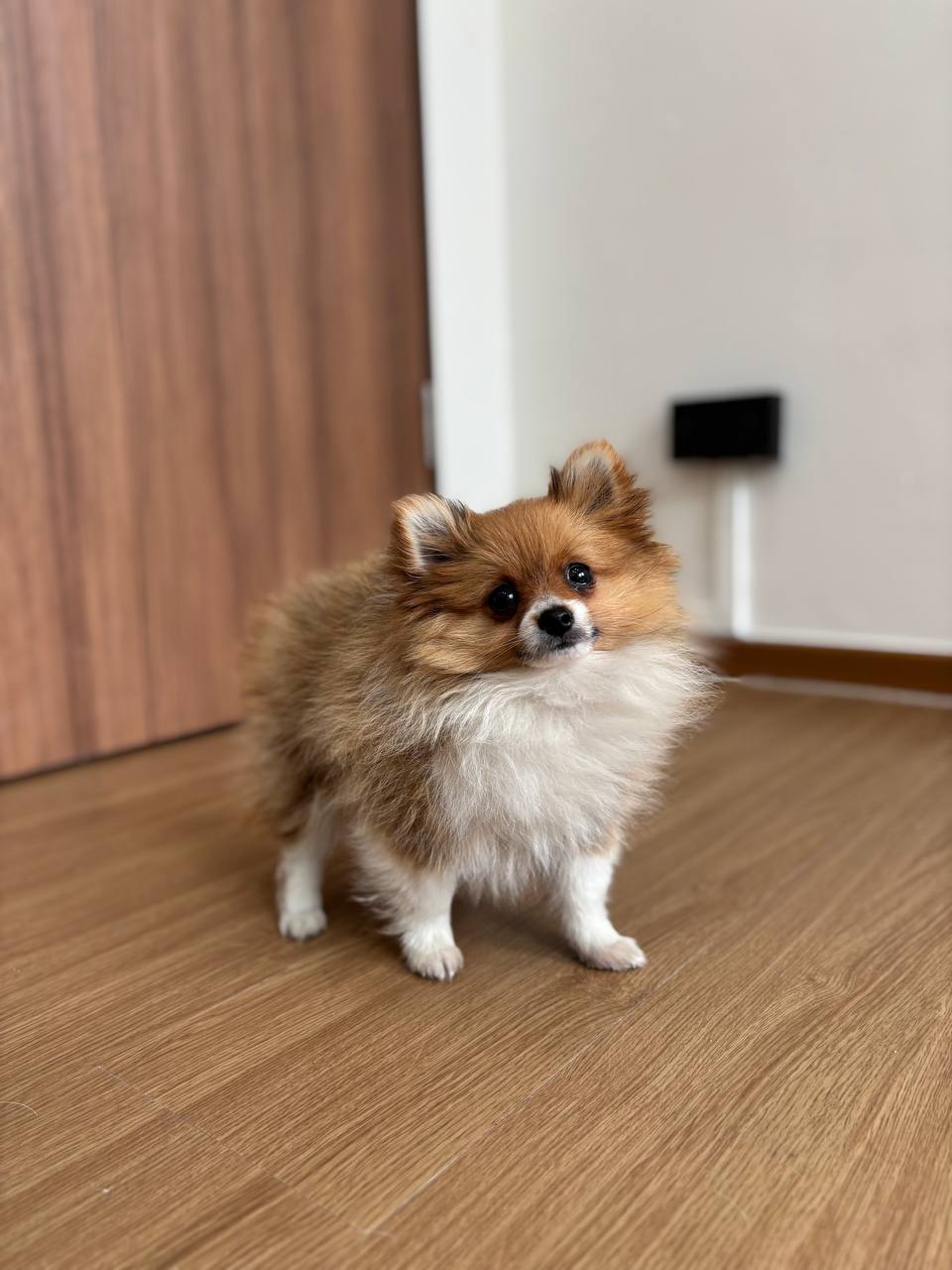 Pomeranian X Chihuahua