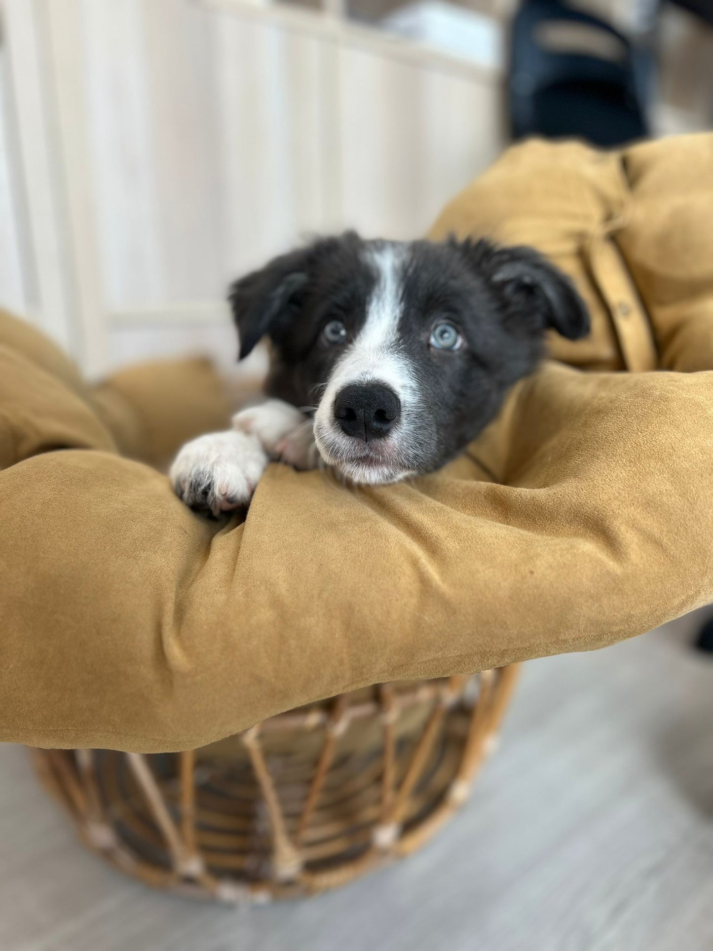 Border Collie