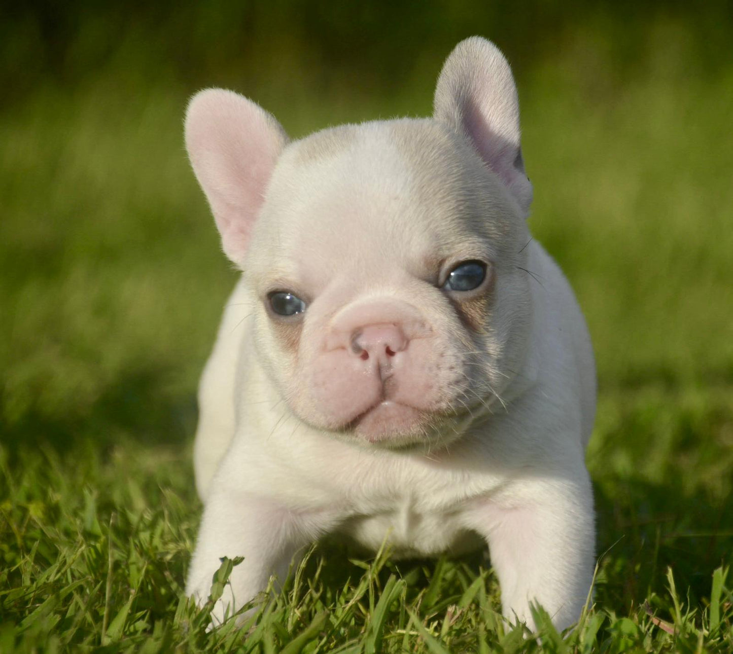 French Bulldog