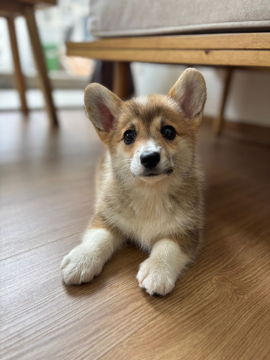 Corgi