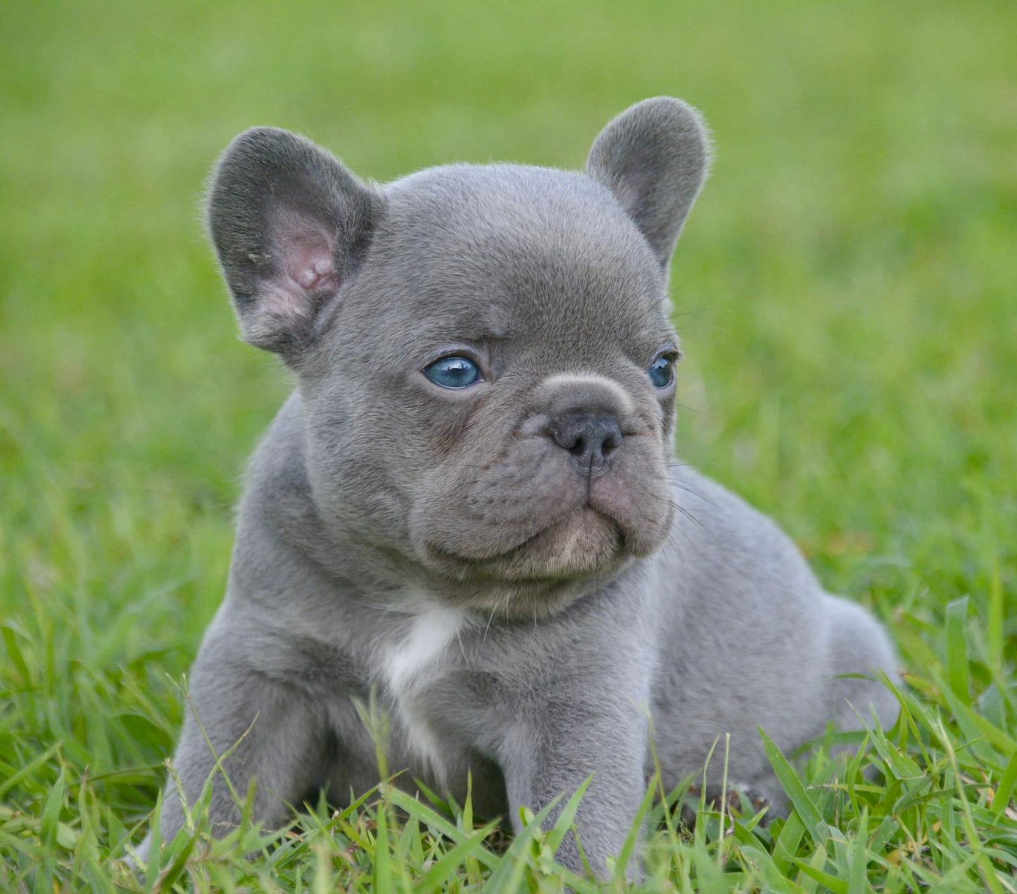 French Bulldog