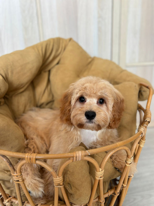Cavoodles / Cavapoo