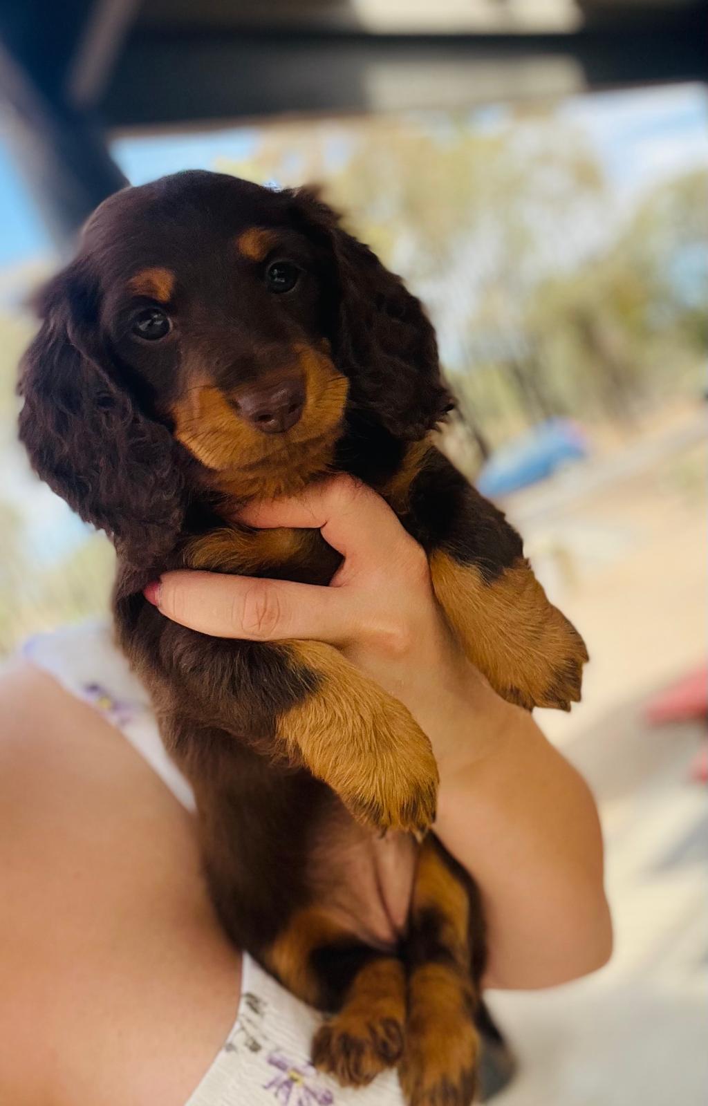 Mini Dachshund (Long Haired)