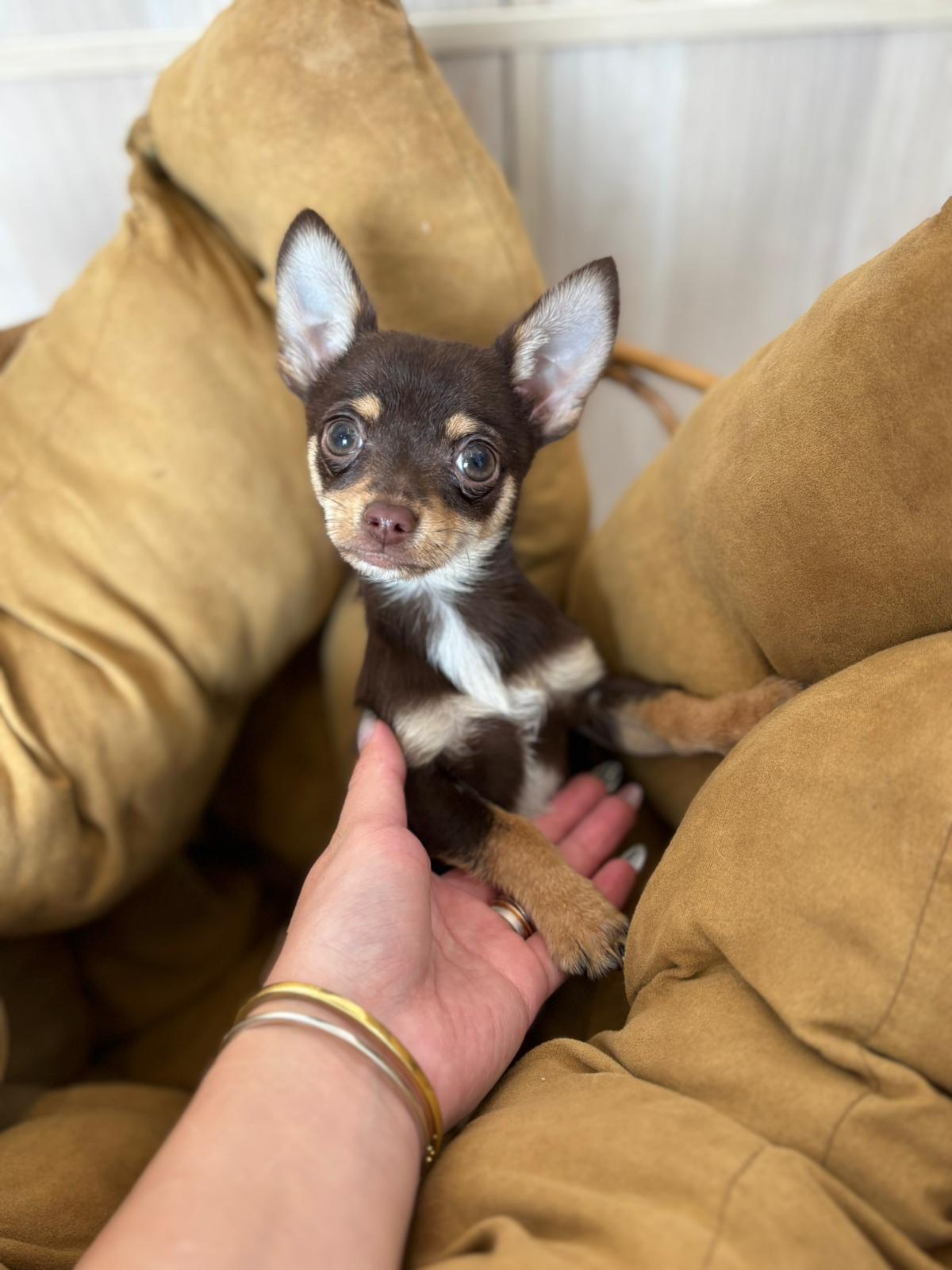 Short coat Chihuahua