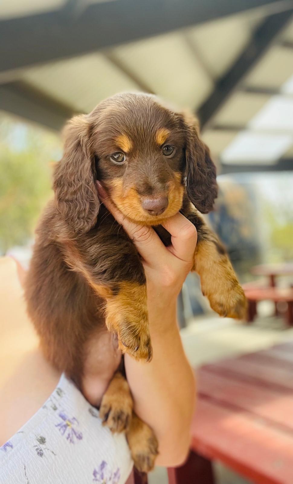 Mini Dachshund (Long Haired)