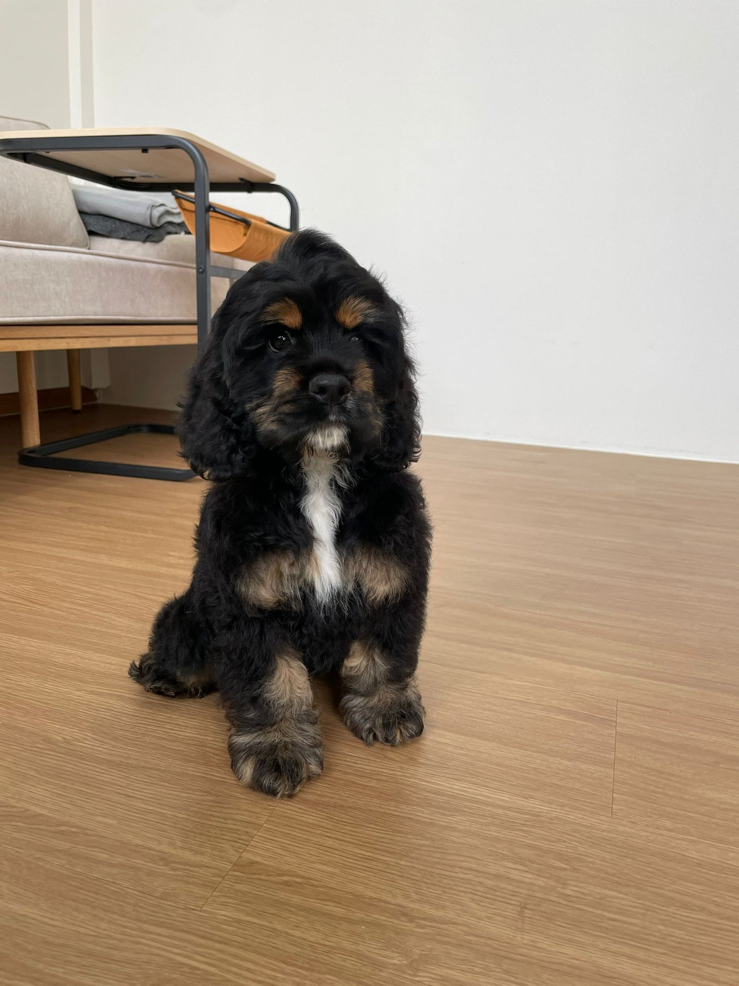 American Cocker Spaniel